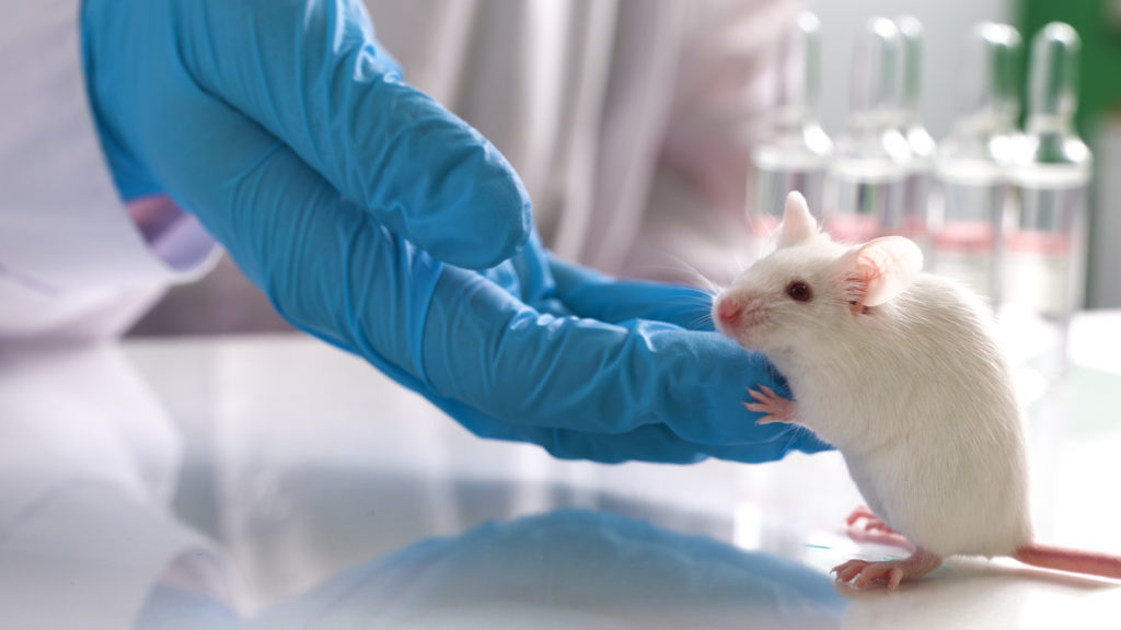 Humanized Mouse Models For Preclinical Research - BRT Labs